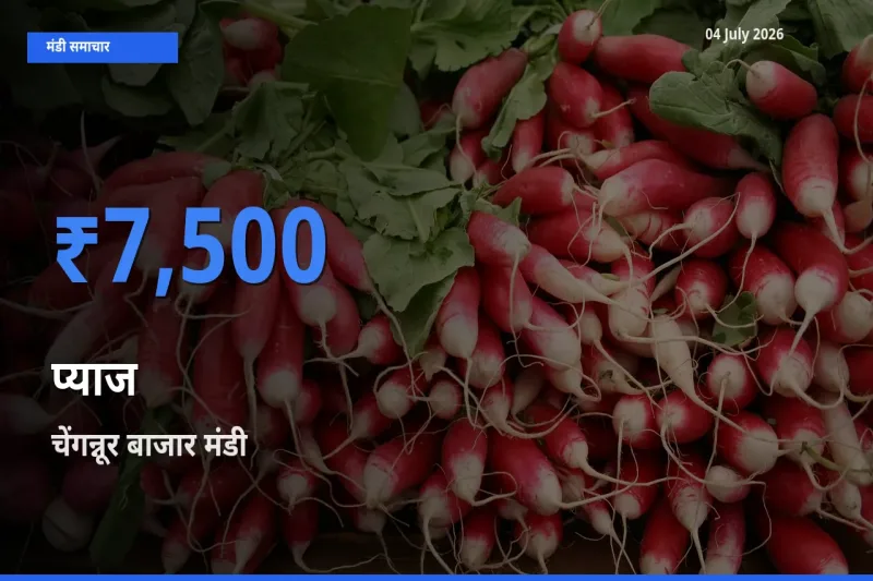 चेंगन्नूर बाजार में प्याज का आज सबसे ऊँचा भाव