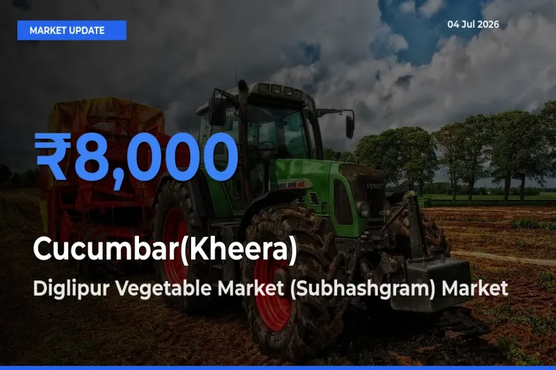 Farmers Prefer Diglipur Vegetable Market (Subhashgram) as Cucumbar(Kheera) Hits Highest Rate