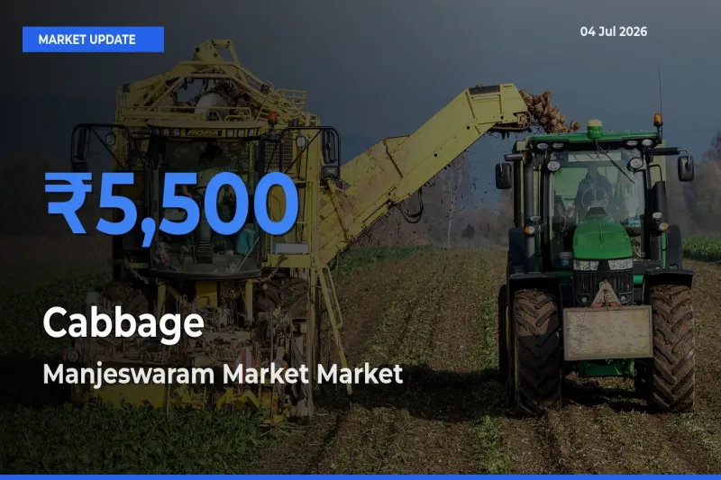 Manjeswaram Market Emerges as Top Mandi for Cabbage Prices Today