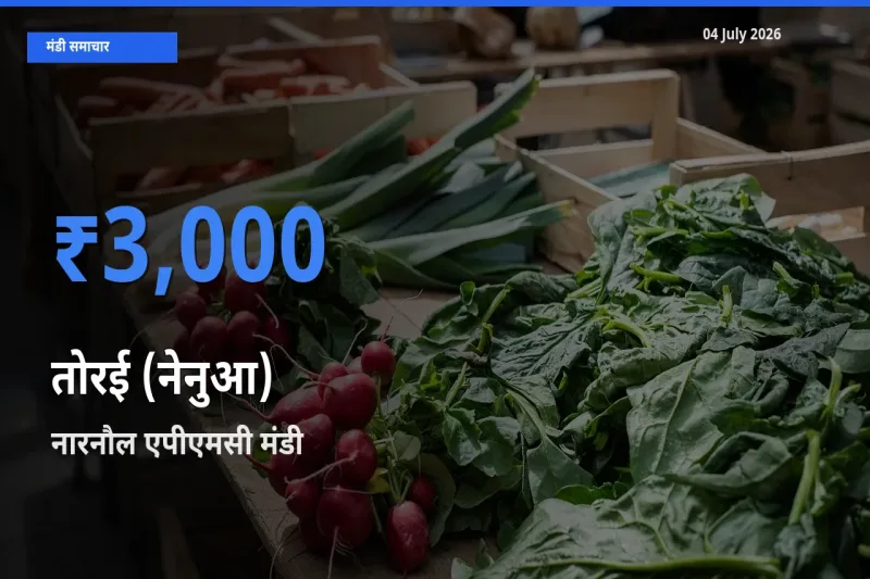 नारनौल एपीएमसी मंडी में आज तोरई (नेनुआ) के सबसे ऊँचे दाम दर्ज