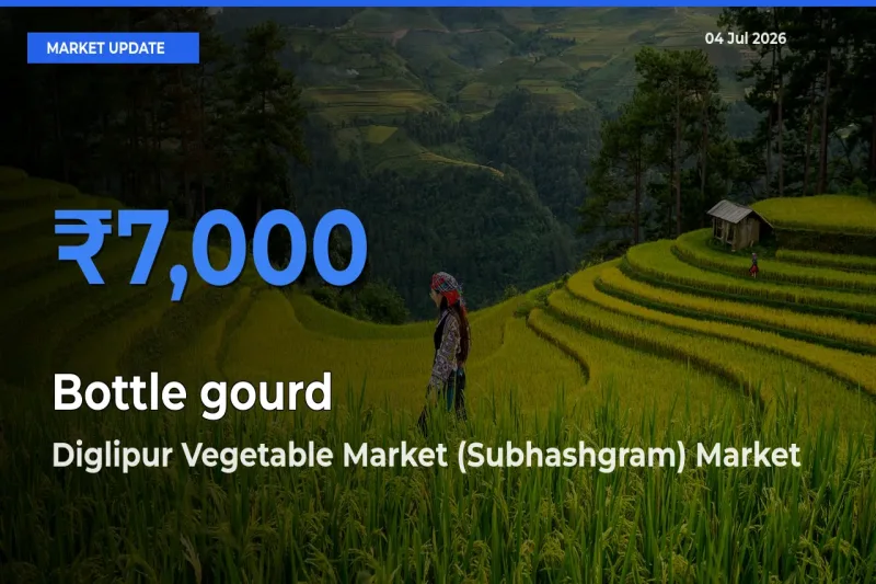 Diglipur Vegetable Market (Subhashgram) Records Highest ₹7,000 Rate for Bottle gourd