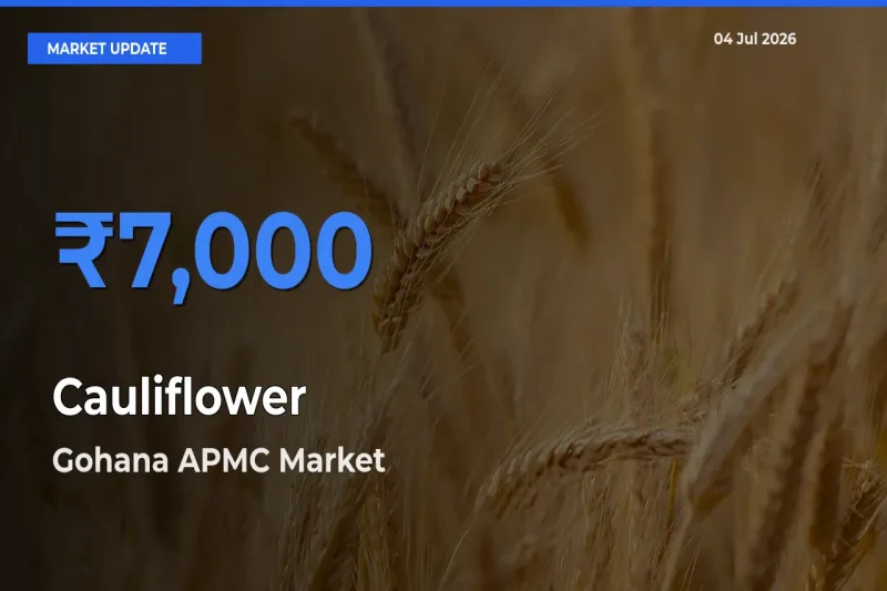 Gohana APMC Emerges as Top Mandi for Cauliflower Prices Today