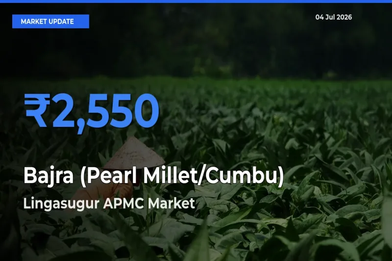 Bajra (Pearl Millet/Cumbu) Mandi Rate Today: Lingasugur APMC Tops the List