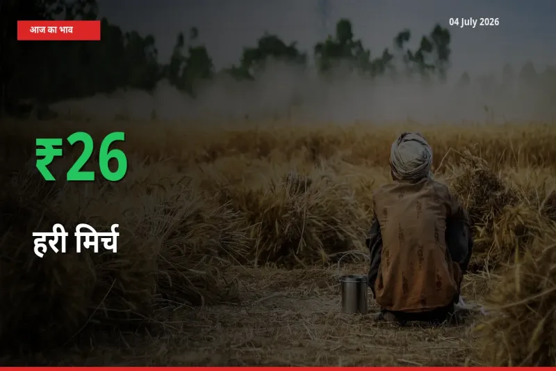 तेज़ तेजी! मंडी में हरी मिर्च के दाम 25.8% चढ़े