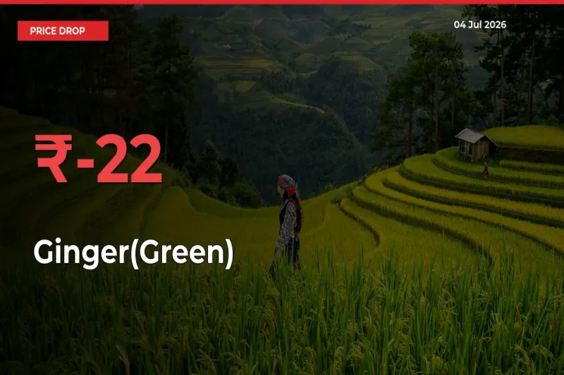 Ginger(Green) Falls 22.33% at Mandis