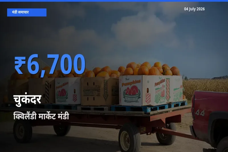क्विलैंडी मार्केट मंडी में आज चुकंदर के सबसे ऊँचे दाम दर्ज