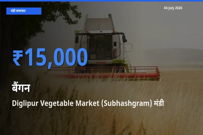 आज बैंगन के सबसे ऊँचे दाम ₹15,000 Diglipur Vegetable Market (Subhashgram) मंडी में