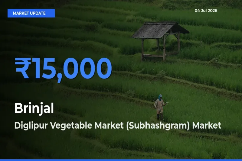 Farmers Prefer Diglipur Vegetable Market (Subhashgram) as Brinjal Hits Highest Rate