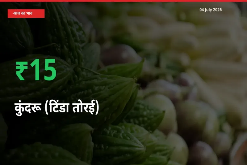 तेज़ तेजी! मंडी में कुंदरू (टिंडा तोरई) के दाम 15.24% चढ़े