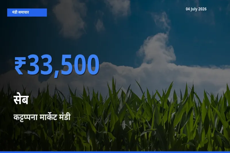 कट्टप्पना मार्केट मंडी में सेब ₹33,500 पर पहुँचा – आज का सर्वोच्च भाव