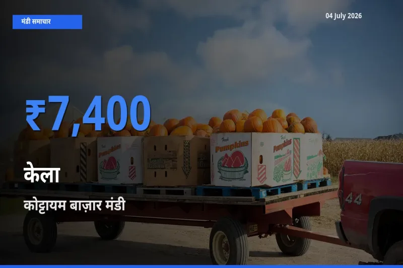 टॉप मंडी बना कोट्टायम बाज़ार! केला के सबसे ऊँचे दाम यहीं दर्ज