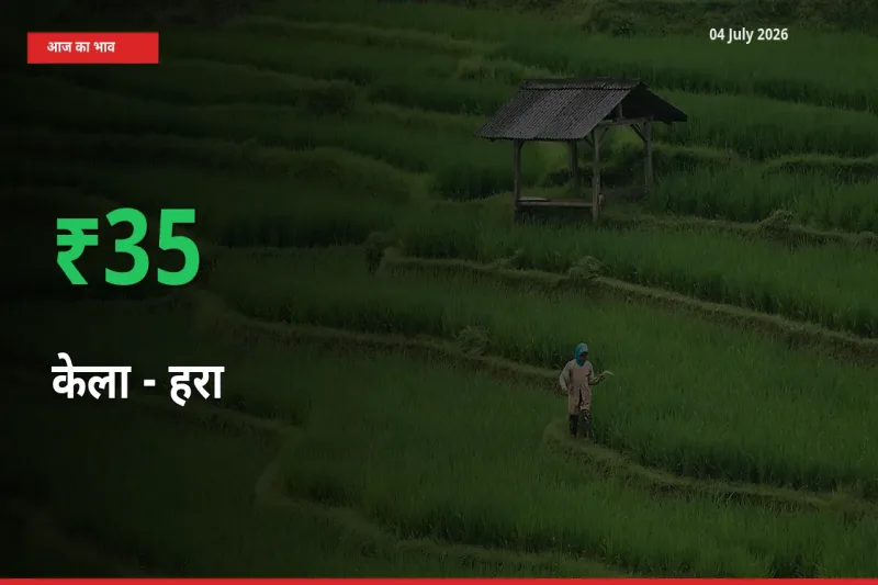 04 July अपडेट: केला - हरा के दाम मंडी में 34.53% उछले