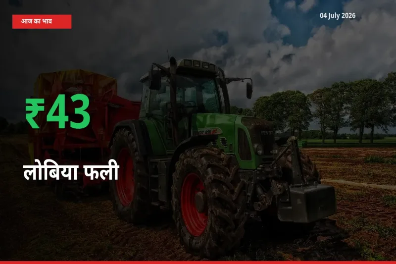 लोबिया फली के दाम प्रमुख मंडी में 42.94% बढ़े, 24 घंटे में बड़ा बदलाव