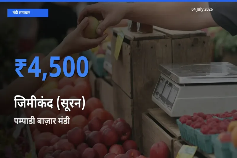 टॉप मंडी बना पम्पाडी बाज़ार! जिमीकंद (सूरन) के सबसे ऊँचे दाम यहीं दर्ज