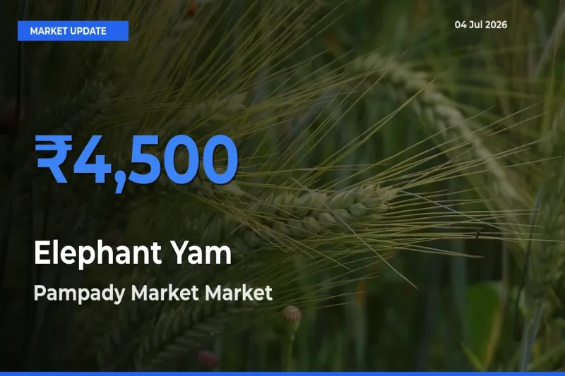 Elephant Yam Mandi Rate Today: Pampady Market Tops the List