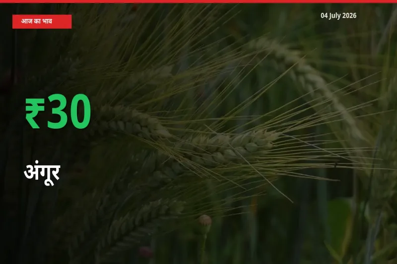अंगूर 29.86% उछला, मंडी