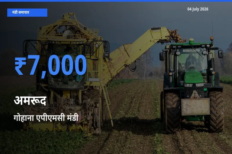 गोहाना एपीएमसी मंडी में आज अमरूद के सबसे ऊँचे दाम दर्ज