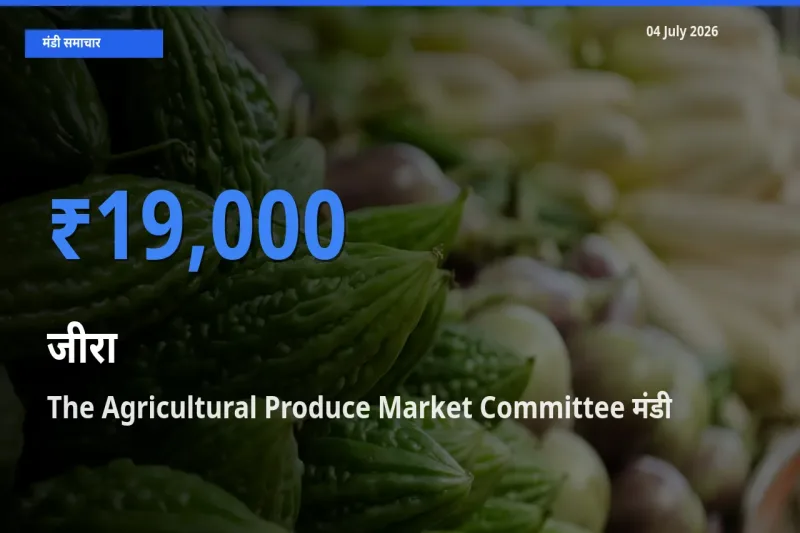 टॉप मंडी बना The Agricultural Produce Market Committee! जीरा के सबसे ऊँचे दाम यहीं दर्ज