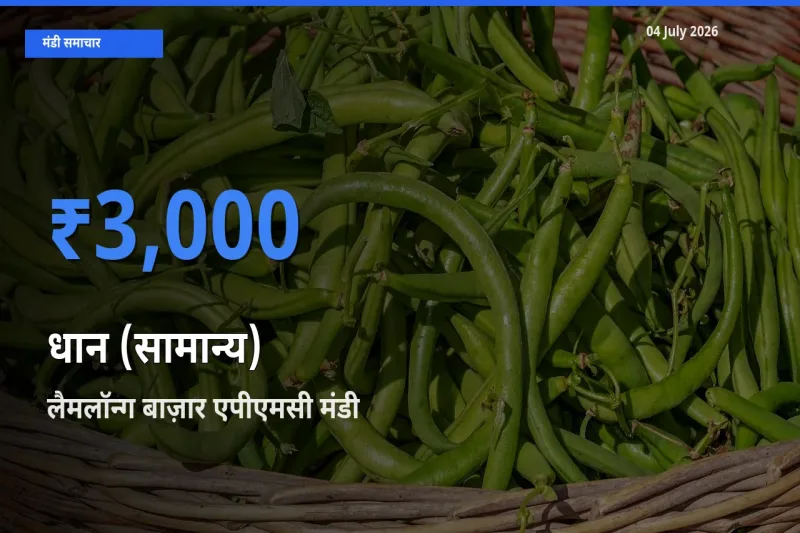 किसानों की पसंद बना लैमलॉन्ग बाज़ार एपीएमसी, धान (सामान्य) के सबसे अच्छे दाम