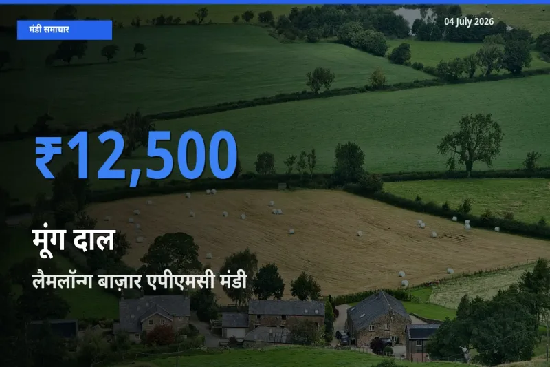 लैमलॉन्ग बाज़ार एपीएमसी में मूंग दाल का आज सबसे ऊँचा भाव