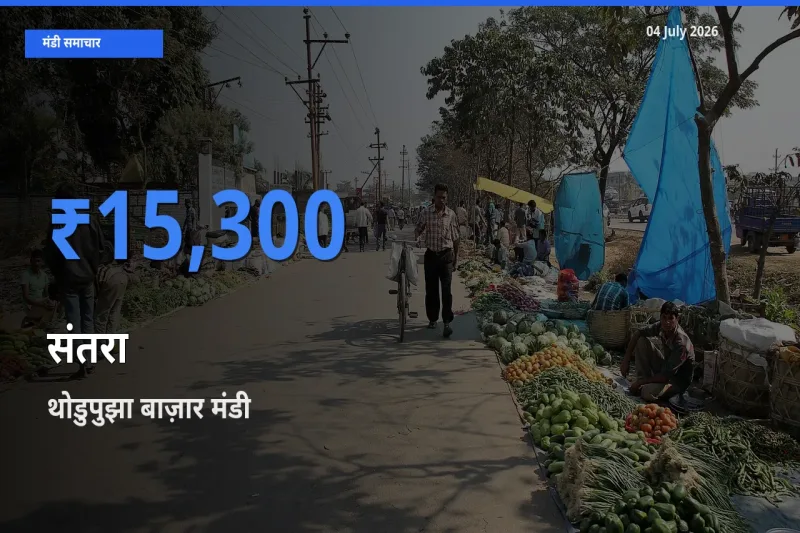 टॉप मंडी बना थोडुपुझा बाज़ार! संतरा के सबसे ऊँचे दाम यहीं दर्ज