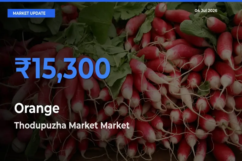 Thodupuzha Market Emerges as Top Mandi for Orange Prices Today