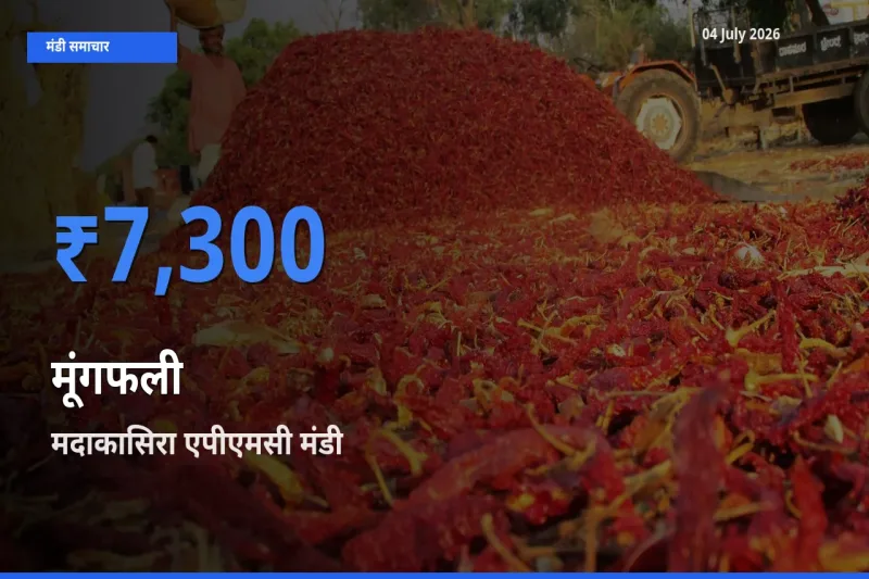 आज मूंगफली के सबसे ऊँचे दाम ₹7,300 मदाकासिरा एपीएमसी मंडी में