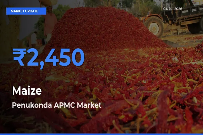 Penukonda APMC Tops Maize Mandi Rates Today