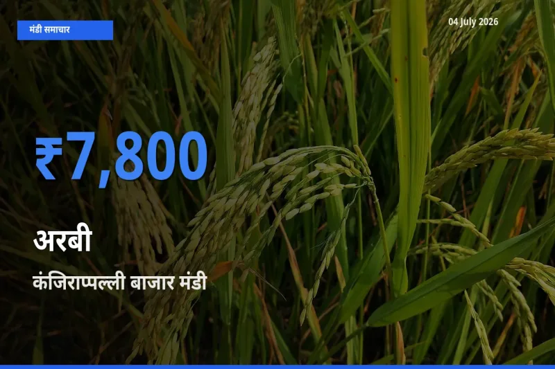 आज का मंडी भाव: अरबी के सबसे ज़्यादा दाम कंजिराप्पल्ली बाजार में