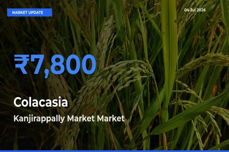 Colacasia Mandi Rate Today: Kanjirappally Market Tops the List