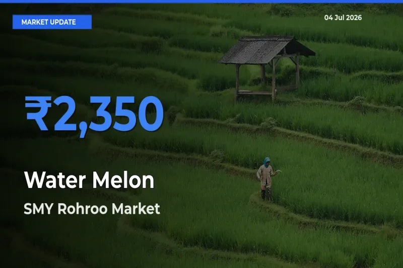 Market Watch: SMY Rohroo Becomes Top Mandi for Water Melon
