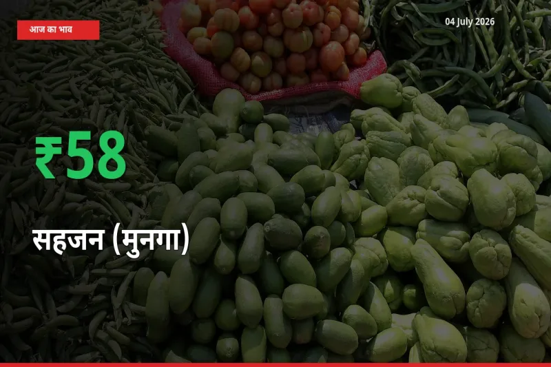 स्थानीय मंडी में सहजन (मुनगा) के दाम अचानक 58.23% उछले, किसान सतर्क