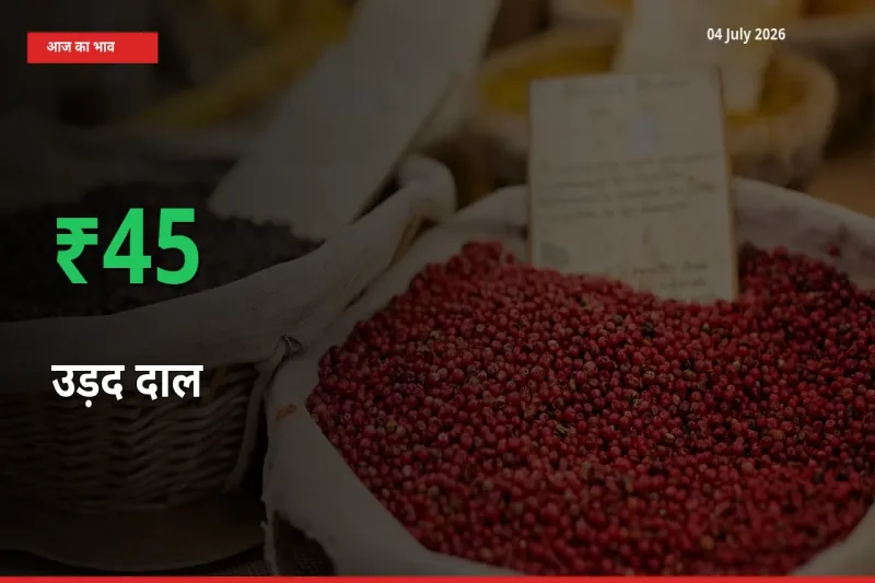 तेज़ तेजी! मंडी में उड़द दाल के दाम 44.77% चढ़े