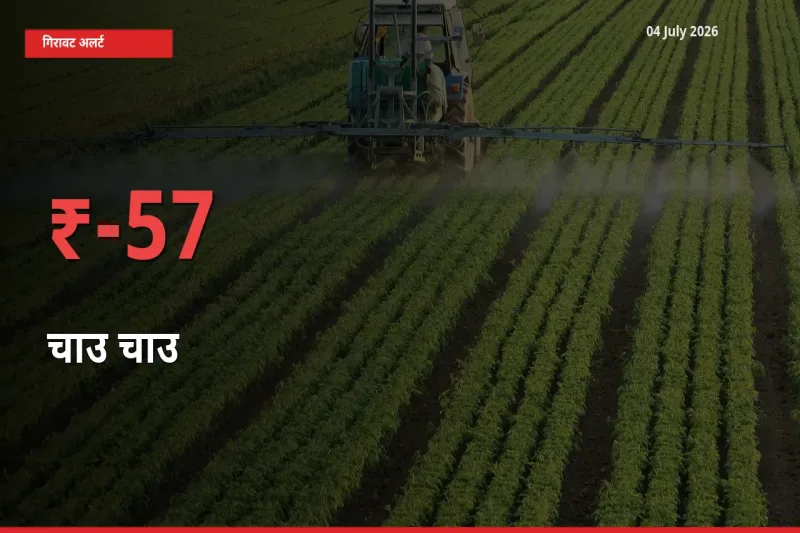 तेज़ गिरावट! मंडी में चाउ चाउ के दाम 56.72% लुढ़के