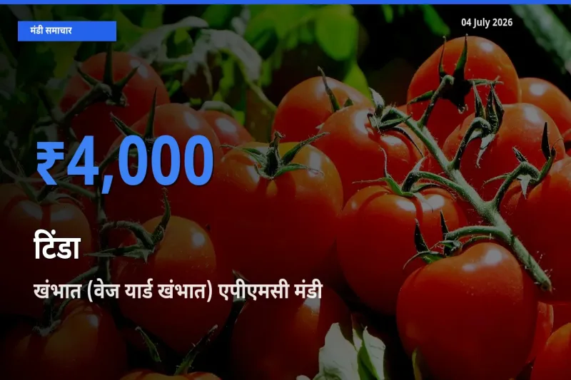 खंभात (वेज यार्ड खंभात) एपीएमसी मंडी में टिंडा ₹4,000 पर पहुँचा – आज का सर्वोच्च भाव