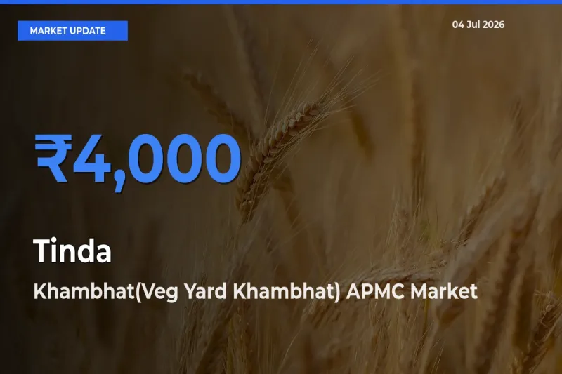 Top Performer! Khambhat(Veg Yard Khambhat) APMC Offers Best Tinda Price Today