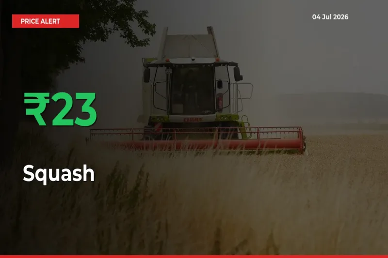 22.73% Spike in Squash Prices – Mandi Sees Sudden Rally