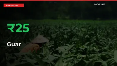 Big Rally! Guar Climbs 25.06% in 24 Hours at Top Mandis