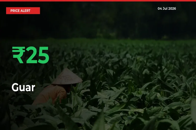 Big Rally! Guar Climbs 25.06% in 24 Hours at Top Mandis