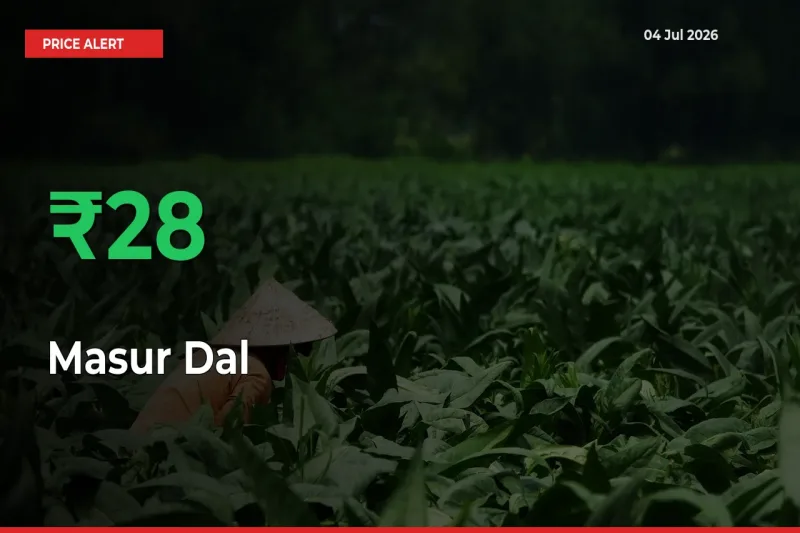 Why Masur Dal Prices Rose 28.06% in a Day at Mandis