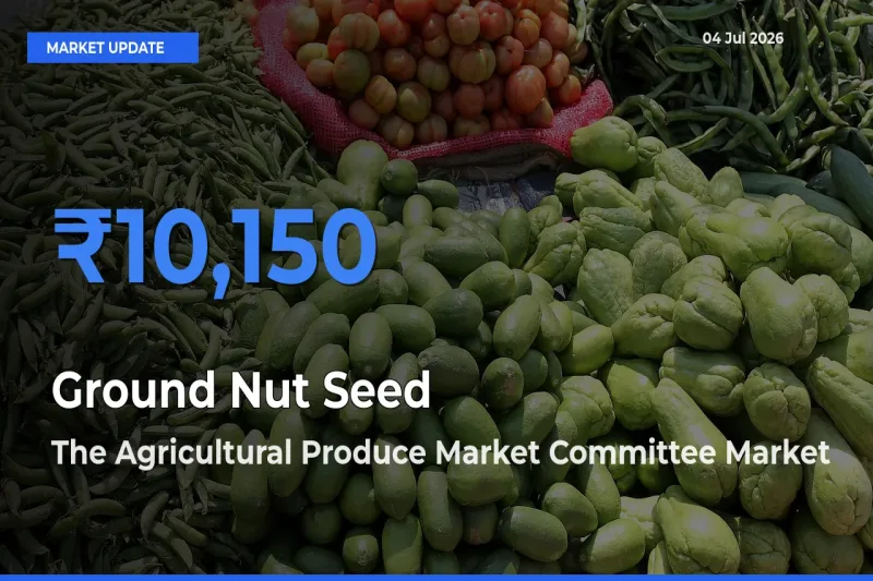 The Agricultural Produce Market Committee Offers ₹10,150 – Highest Ground Nut Seed Rate Today