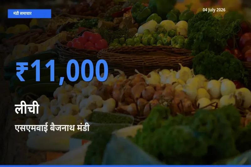 आज लीची के सबसे ऊँचे दाम ₹11,000 एसएमवाई बैजनाथ मंडी में