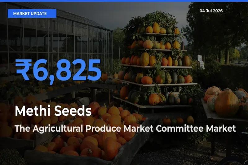 The Agricultural Produce Market Committee Emerges as Top Mandi for Methi Seeds Prices Today