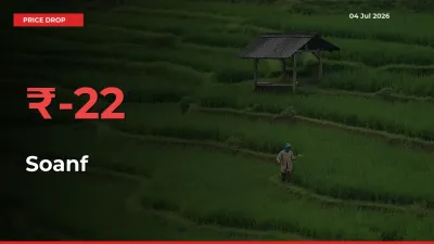 This Mandi Records 22.11% Fall in Soanf Prices