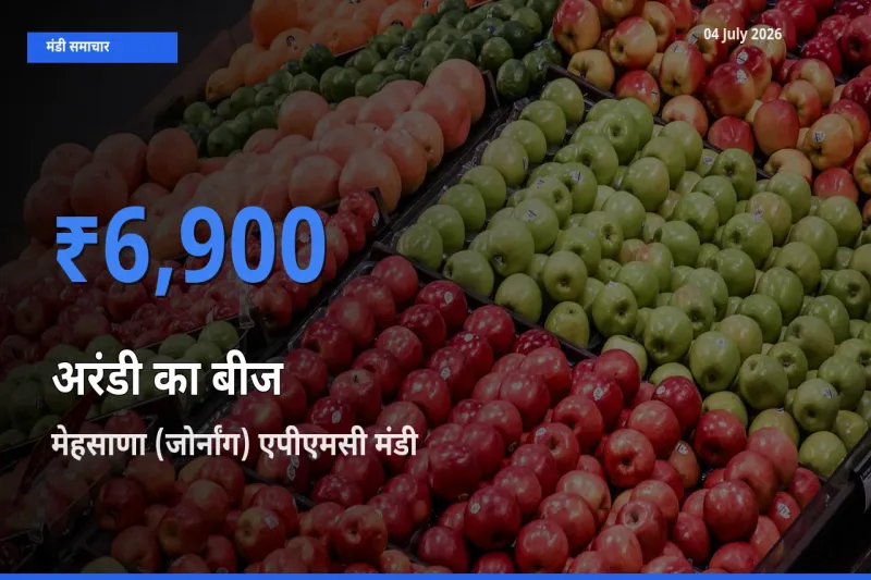 04 July अपडेट: अरंडी का बीज के सबसे ऊँचे दाम मेहसाणा (जोर्नांग) एपीएमसी मंडी में