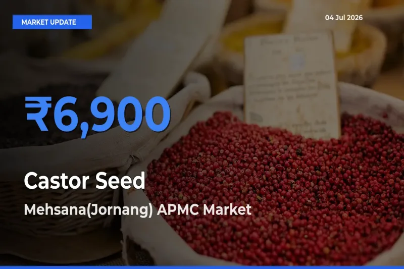Castor Seed Mandi Rate Today: Mehsana(Jornang) APMC Tops the List