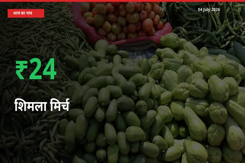 स्थानीय मंडी में शिमला मिर्च के दाम अचानक 24.08% उछले, किसान सतर्क