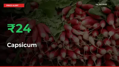 Capsicum Rises 24.08% at Mandis