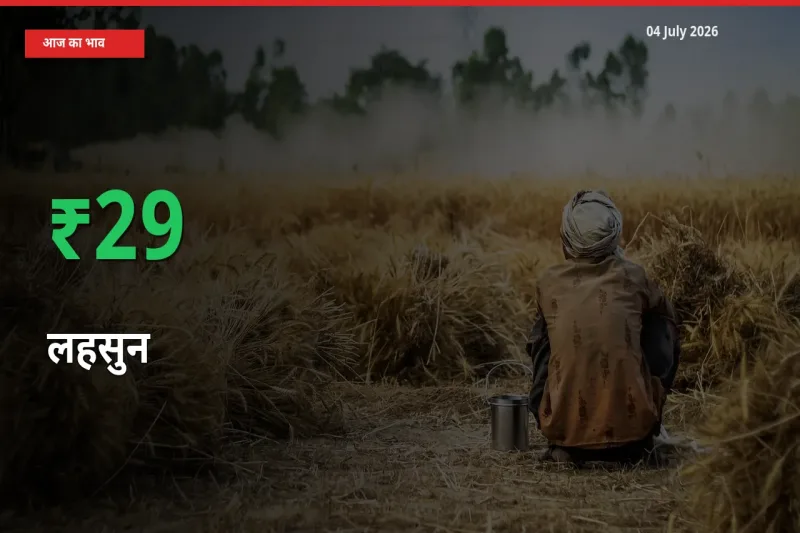 04 July अपडेट: लहसुन के दाम मंडी में 29.36% उछले
