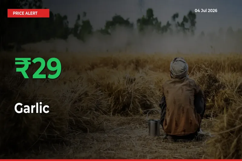 Garlic Rises 29.36% at Mandis